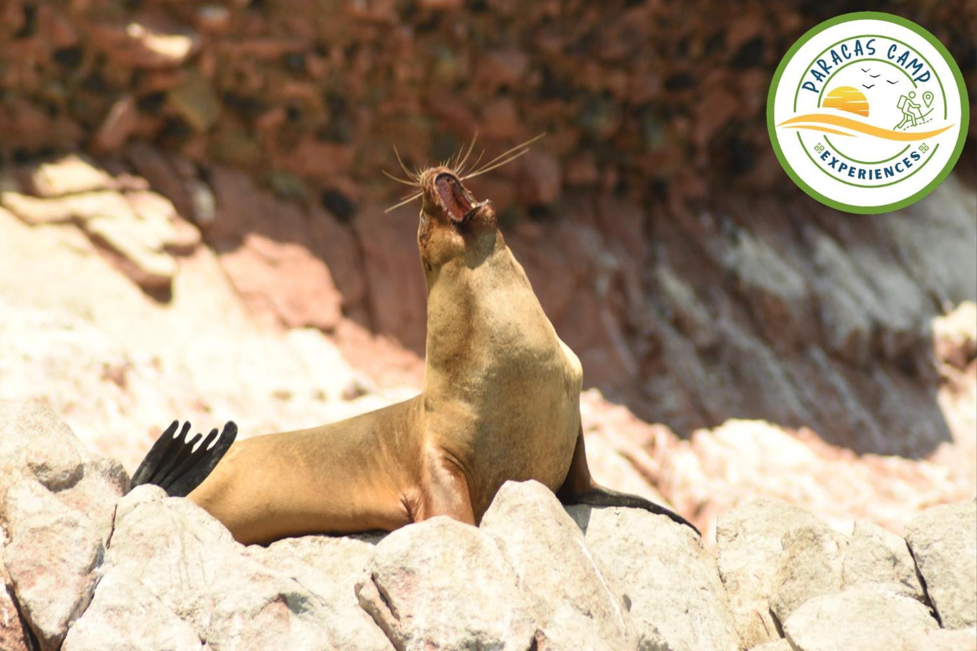 Paracas Camp Lodge & Experiences Bagian luar foto